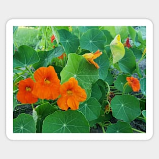 Yellow and orange nasturtiums in my garden Sticker